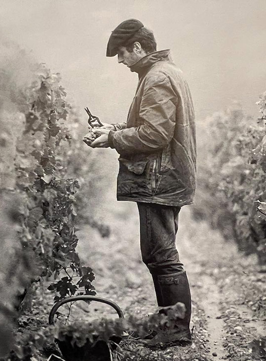 cathiard vineyard